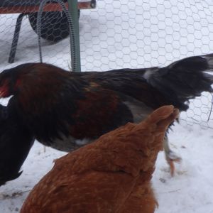 I was trying to get a pic of our rooster, but he kept moving living up to his name, Runner.