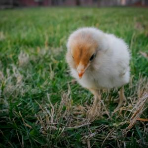 Daisy checking out the grass (10 days old)