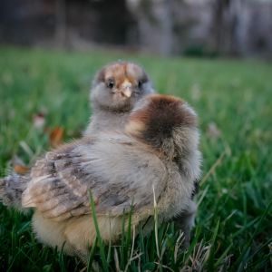 Octavia and Penny (10 days old)