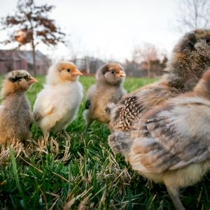 They see my daughter coming out ;)  (10 days old)
