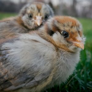 Octavia, Molly, Penny (10 days old)