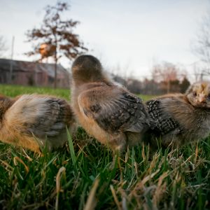 My chipmunk girls :)  (10 days old)