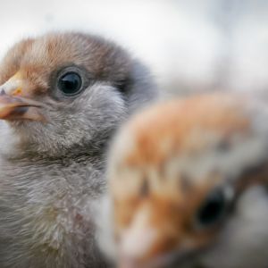 Octavia and Penny :)  (10 days old)