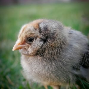 My little Molly  (10 days old)