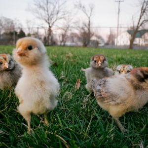 Inquisitive Daisy  (10 days old)