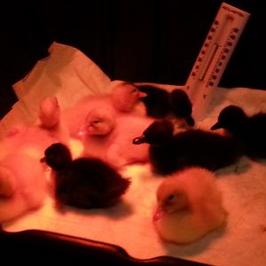 Ducklings 1 day old.