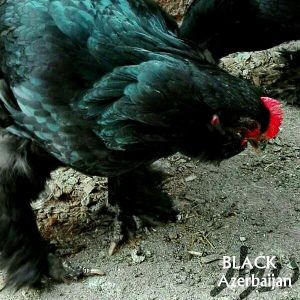 Azerbaijan breeds