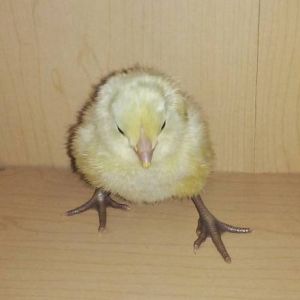 White Ameraucana chick