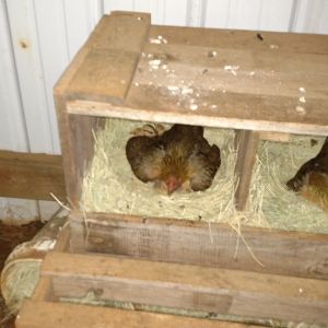 Momma hen in left with 7 babies.  Hen on right has been sitting since March 8th.  She is on 6 eggs total.  4 are too old to hatch I think, we'll see.  These are first time hens.  Momma with babies has set a good example.