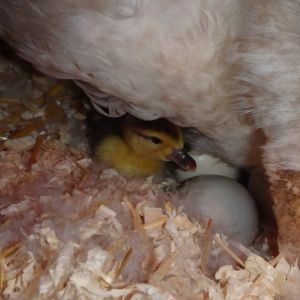 First Muscovy duckling of this year! <3 <3