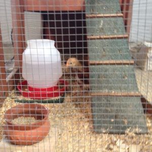 First got our chicks when they were 4 weeks old.  A neighbor threw away this small coop on the semi-annual trash day.  Luckily we were just driving by in a truck!  (One man's trash is another man's treasure  lol).  Got 2 chicks while DH was at work, and the next week he went with me and we got 3 more (we decided 5 was the limit).  Finally we both admitted to each other we wanted a rooster (love to hear them crow) and they allowed us to catch the smallest little too in the pen.  We love them all.