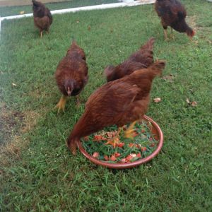 Crabgrass and tomatoes