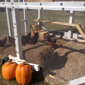 Nov 2015.  Trying to build/add interesting things to entertain them.  They love the straw bale and it keeps them entertained for long periods of time.