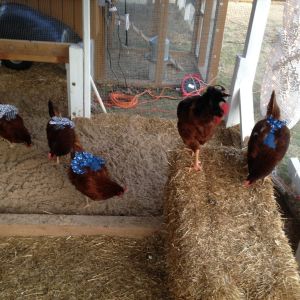 Aprons for Christmas (lol).  Reggie the roo and Hermoine (Tricky) on the straw, Honey in the blue, and Mattie and Hilde over by the entrance.