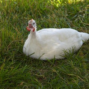 White guinea cock