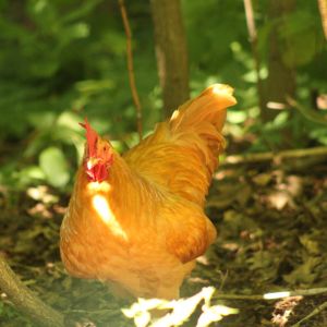My now passed Buff Orpington roo Remus spending some time in the woods.