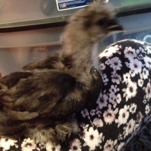 Roxie, who looks more like a crow or penguin than a sizzle.