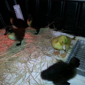 First brooder which they have jumped out of as of day 6.