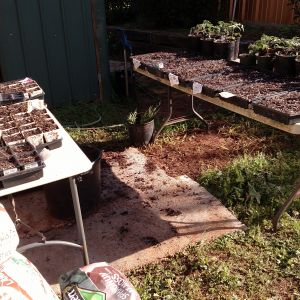I got most of the seeds planted yesterday.  Will finish today.  Even though there is a tomato farm 5 miles away that I can buy a box of slicers for $8, I always get a few celebrity tomato plants (they are my favorite).