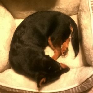 Pascal our new Corgi mix goat dog