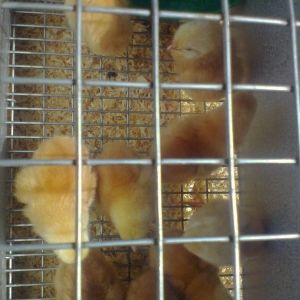 New Hampshire Red pullets