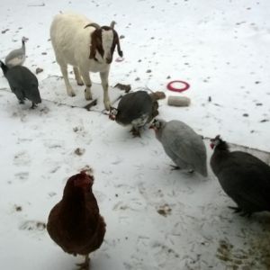 One of the brave hens, Annelisse, and our guineas playing in the snow.
