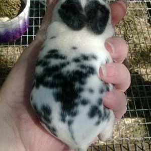 Baby mini rex bunny