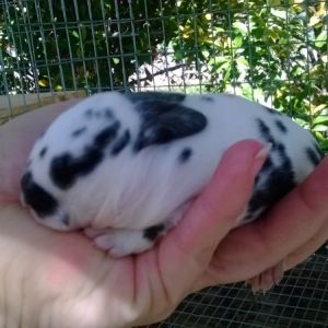Baby mini rex bunny