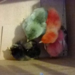 Colored baby peeps I was given