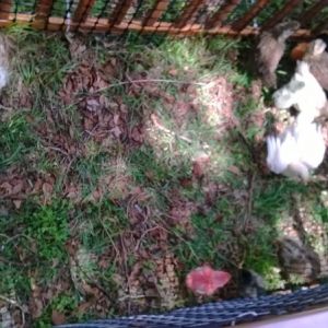 Crib outdoor chick run