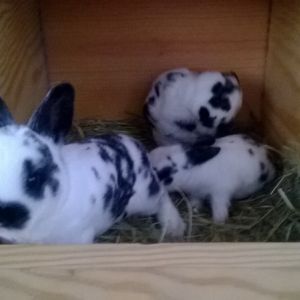 Baby mini rex bunnies