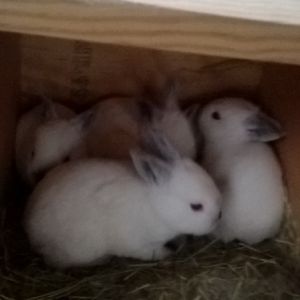 Californian bunnies