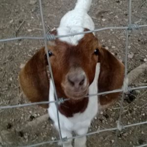 Comet being cute