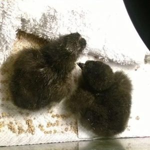 Baby silkies