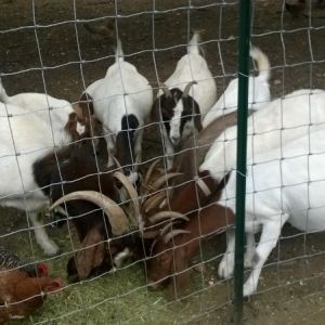The herd, with some of the girls