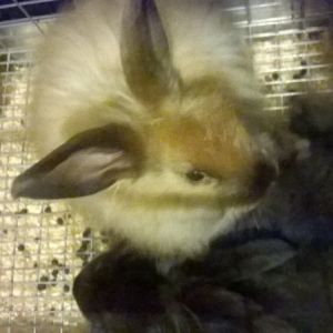 New Satin Angora does