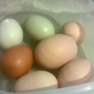 Egg pic, with a double yolker