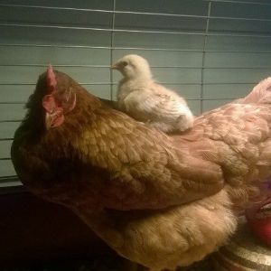 New Hampshire red hen, recovering from a raccoon attack with her baby peep