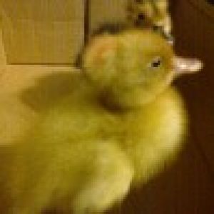 Crested ducklings