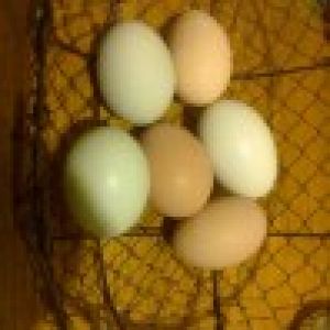 Egg pic, love the colors