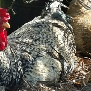 Our big handsome lad, chilling with one of his girls.