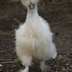 Silkie