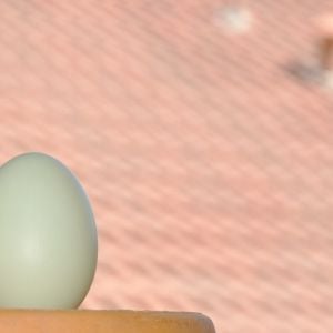 Roof Egg