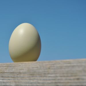 Heavenly Egg