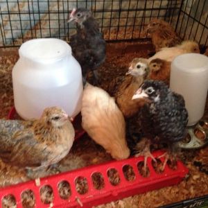 Marans, Easter Eggers, and Leghorns in their brood. We're just about to send them out to their coop.