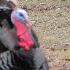 Another picture of my gobbler