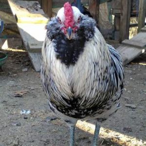 What kind of rooster is this?