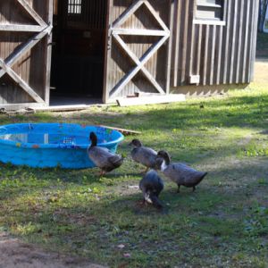 Our Blue Swedish Ducks