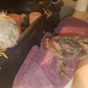 Blues, left is much bigger but smaller comb. Boy/girl? Girl/boy? You decide!