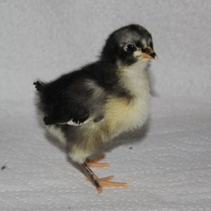 Black Australorp Chick
